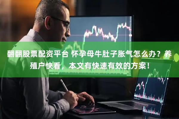 翻翻股票配资平台 怀孕母牛肚子胀气怎么办？养殖户快看，本文有快速有效的方案！